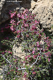 Prunus prostrata  Geotagged,Mountain Cherry,Prunus prostrata,Spring