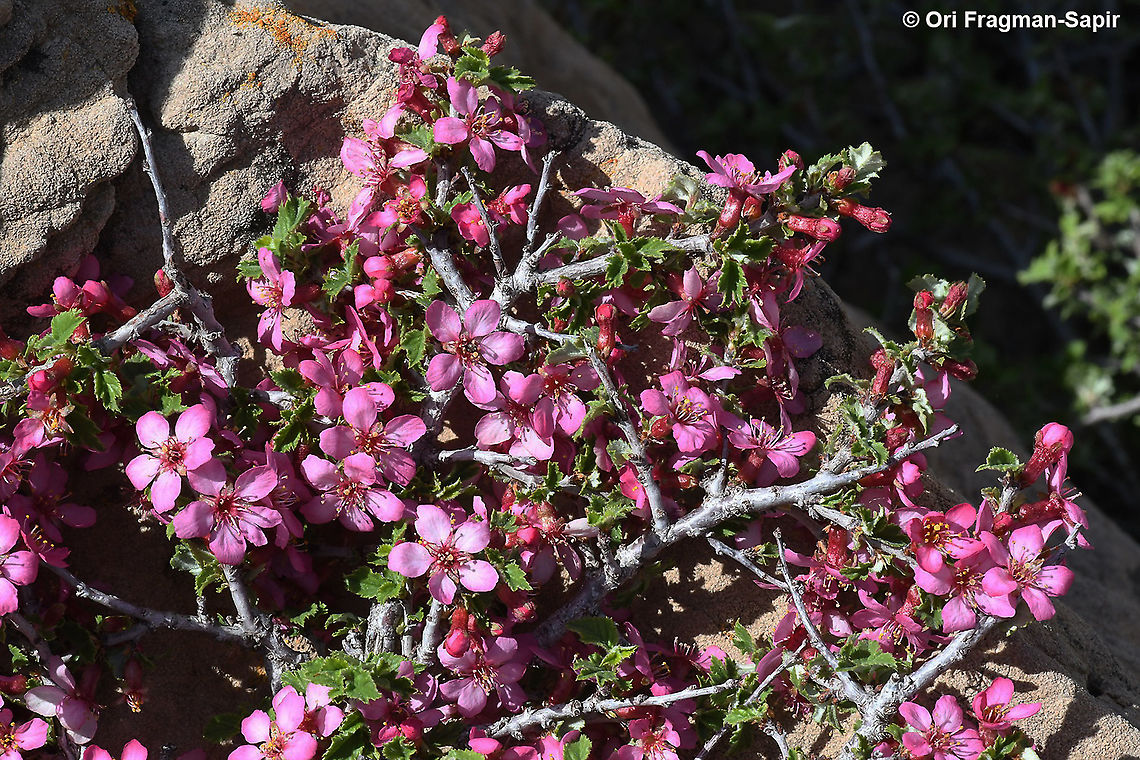 Prunus prostrata  Geotagged,Mountain Cherry,Prunus prostrata,Spring