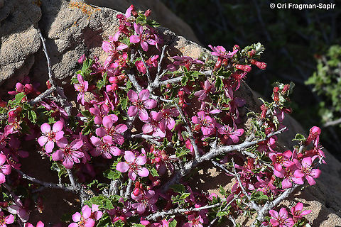 Prunus prostrata  Geotagged,Mountain Cherry,Prunus prostrata,Spring