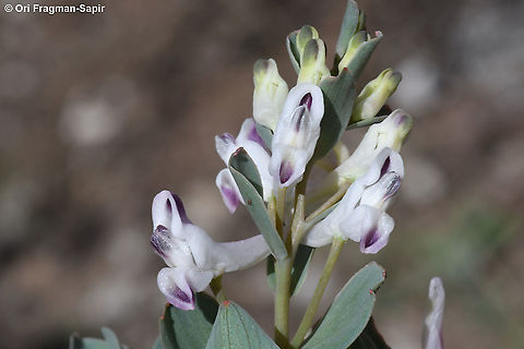 Corydalis erdelii  Corydalis erdelii,Geotagged,Spring