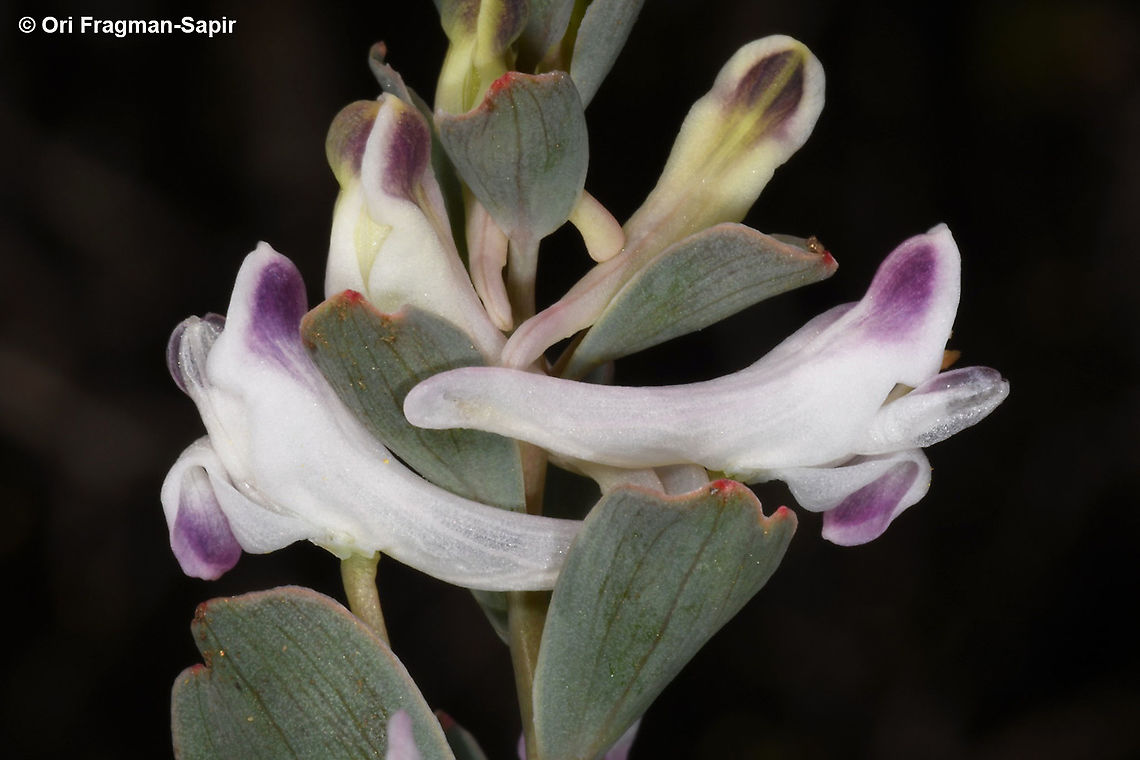 Corydalis erdelii  Corydalis erdelii,Geotagged,Spring