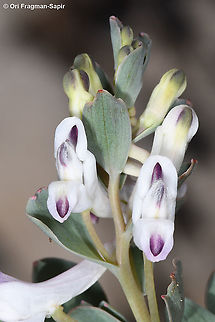 Corydalis erdelii  Corydalis erdelii,Geotagged,Spring