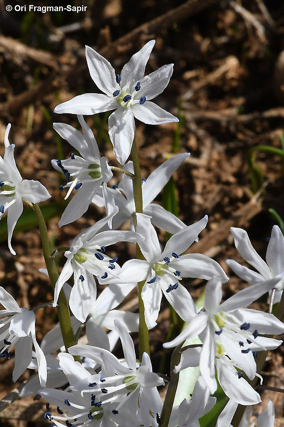 Scilla libanotica  Geotagged,Scilla libanotica,Spring