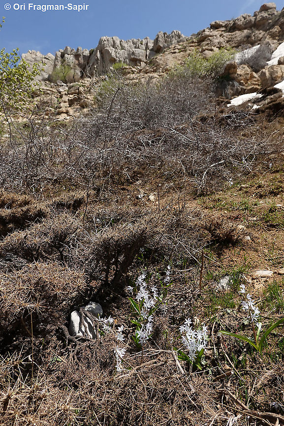 Scilla libanotica  Geotagged,Scilla libanotica,Spring
