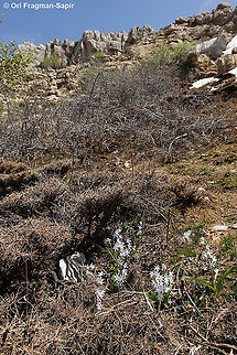 Scilla libanotica  Geotagged,Scilla libanotica,Spring