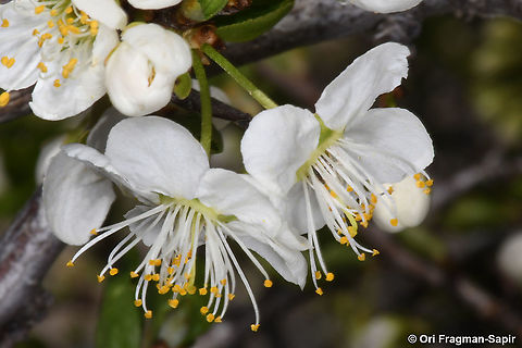 Prunus cerasifera  Cherry plum,Geotagged,Prunus cerasifera,Spring