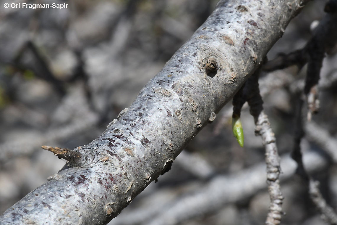 Prunus cerasifera  Cherry plum,Geotagged,Prunus cerasifera,Spring