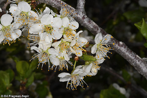 Prunus cerasifera  Cherry plum,Geotagged,Prunus cerasifera,Spring