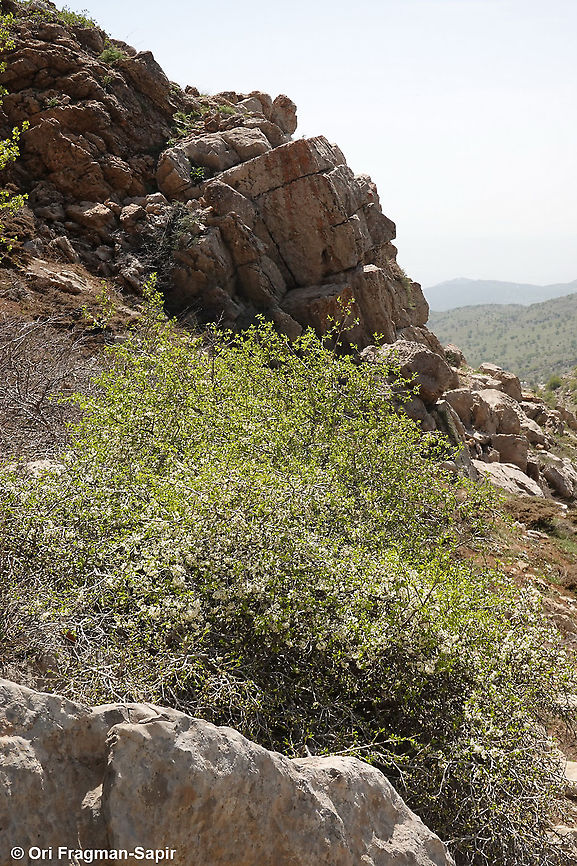 Prunus cerasifera  Cherry plum,Geotagged,Prunus cerasifera,Spring