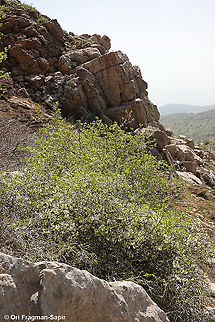 Prunus cerasifera  Cherry plum,Geotagged,Prunus cerasifera,Spring