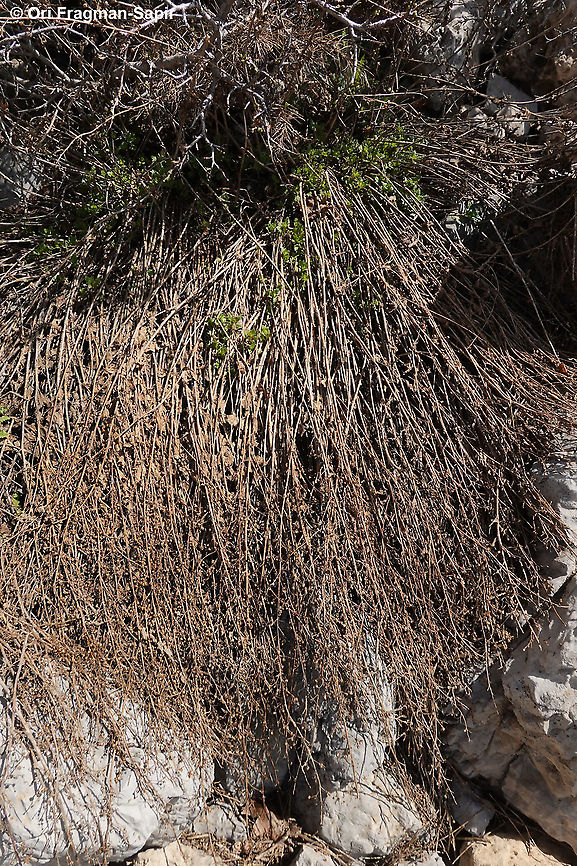 Scrophularia libanotica  Geotagged,Scrophularia libanotica,Spring