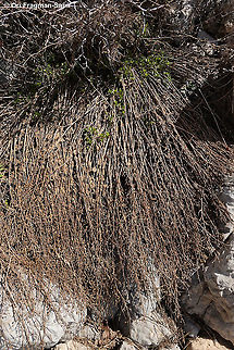 Scrophularia libanotica  Geotagged,Scrophularia libanotica,Spring