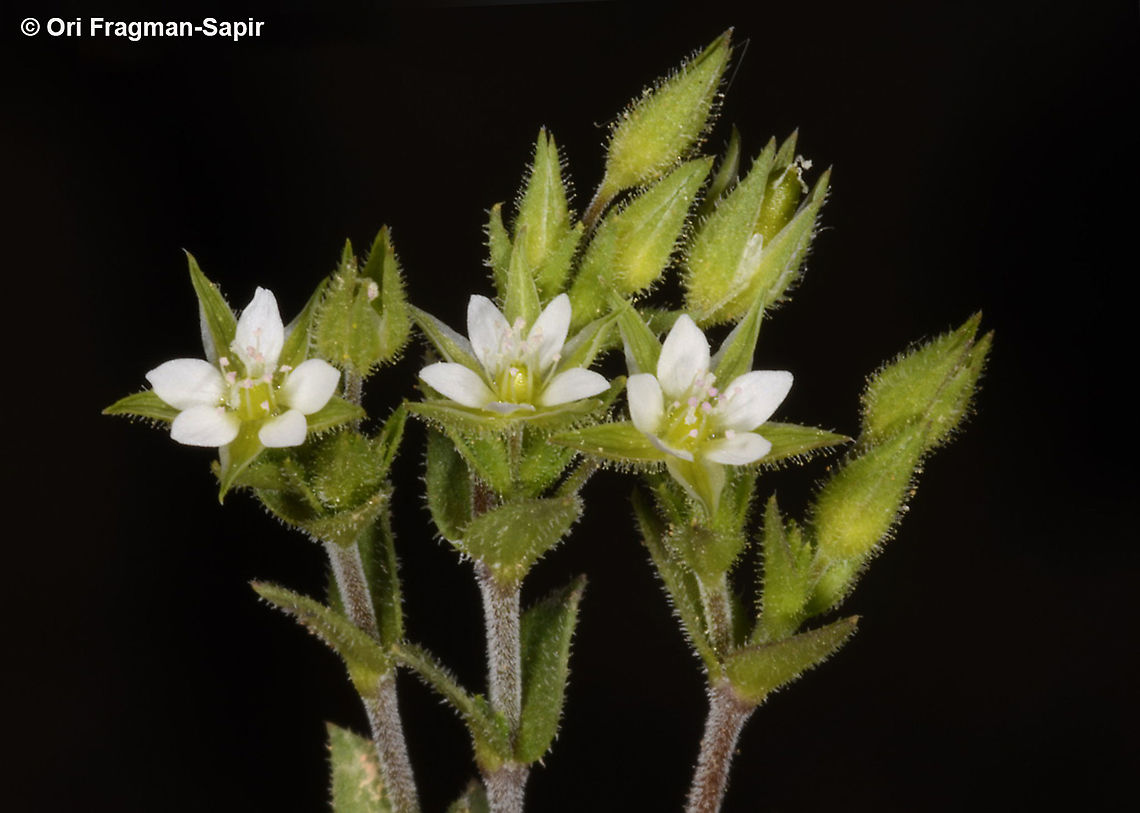 Arenaria serpyllifolia ssp cassia  Arenaria  serpyllifolia,Arenaria serpyllifolia,Geotagged,Spring