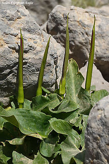 Arum rupicola  Arum rupicola,Geotagged,Spring