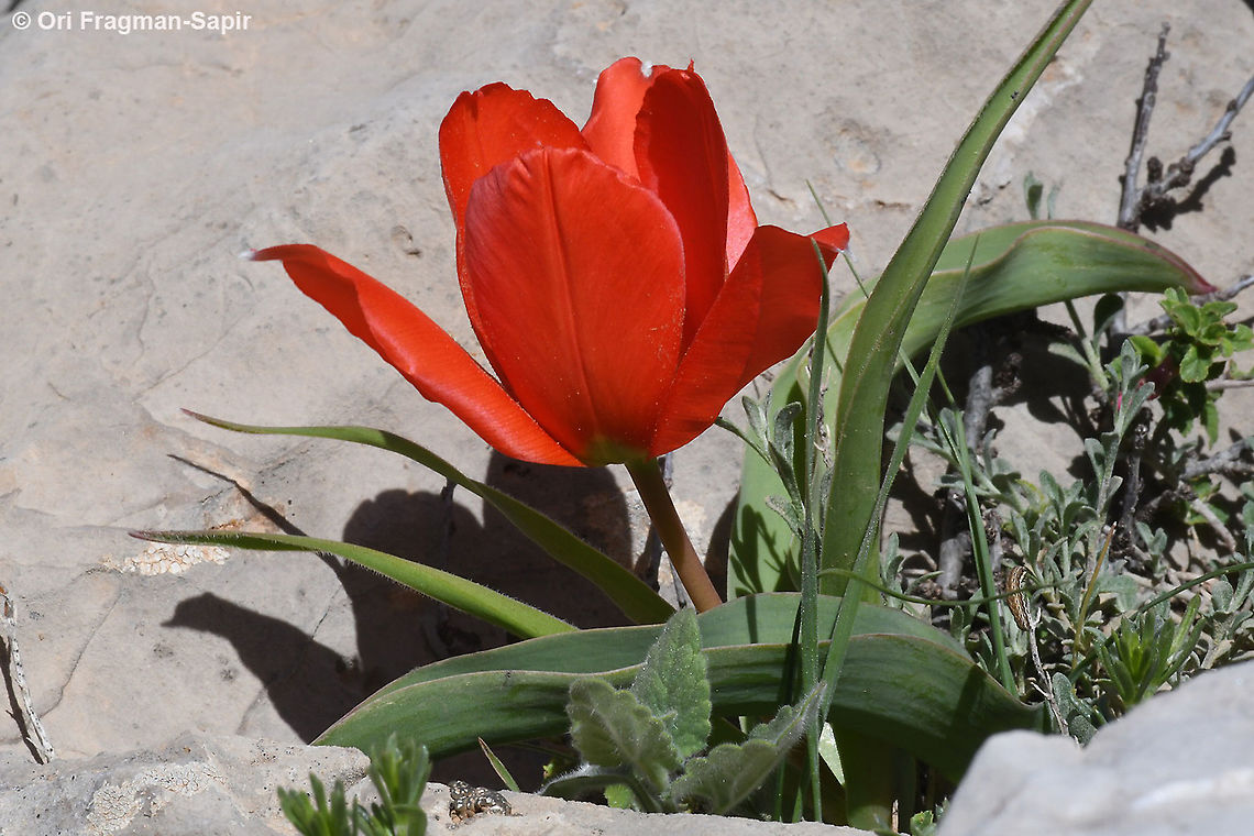 Tulipa aleppensis  Geotagged,Spring,Tulipa aleppensis