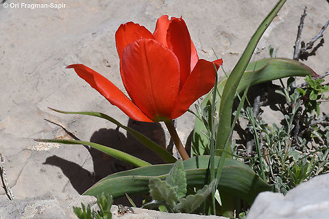 Tulipa aleppensis  Geotagged,Spring,Tulipa aleppensis