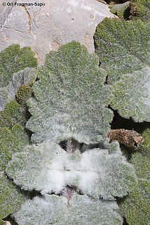 Salvia microstegia  Geotagged,Salvia microstegia,Spring