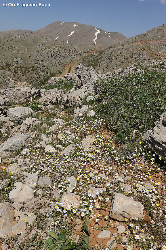 Anthemis rascheyana  Anthemis rascheyana,Geotagged,Spring