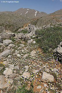 Anthemis rascheyana  Anthemis rascheyana,Geotagged,Spring