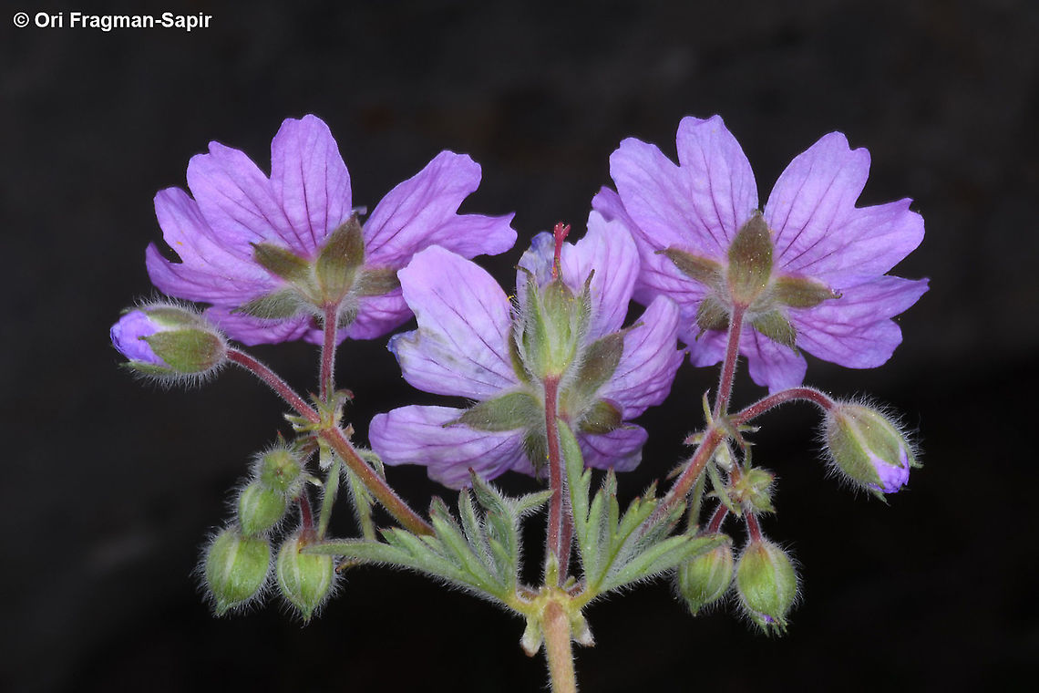 Geranium tuberosum  Geotagged,Geranium tuberosum,Spring