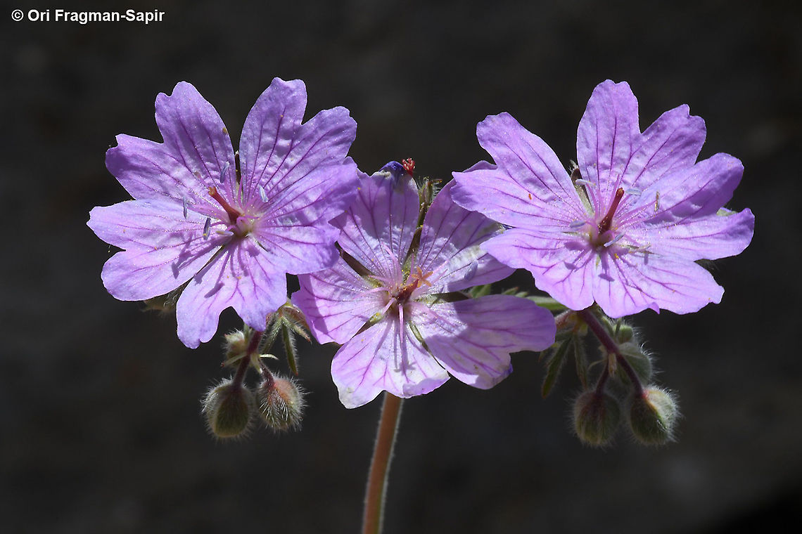 Geranium tuberosum  Geotagged,Geranium tuberosum,Spring