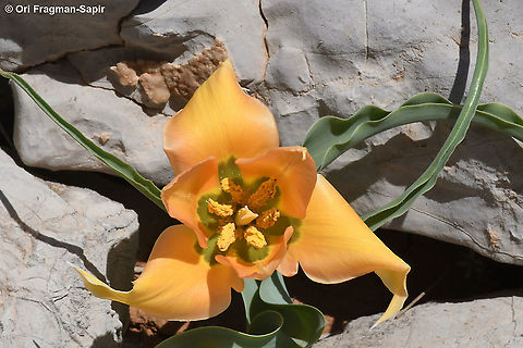 Tulipa aleppensis A rare yellow mutation, it is usually red Geotagged,Spring,Tulipa aleppensis