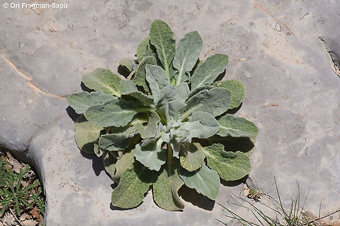 Verbascum damascenum  Geotagged,Spring,Verbascum damascenum