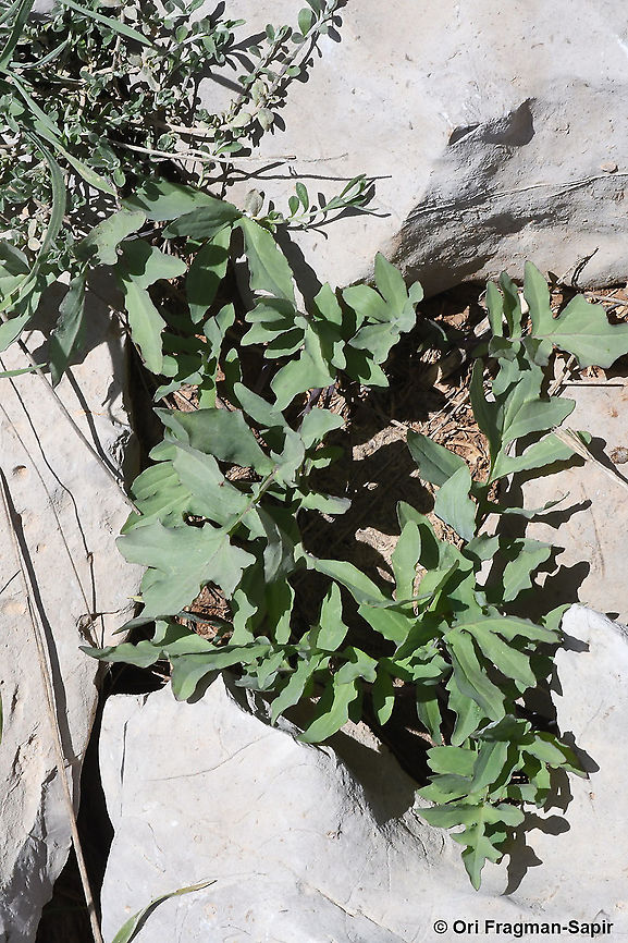 Lactuca hispida  Geotagged,Lactuca hispida,Spring