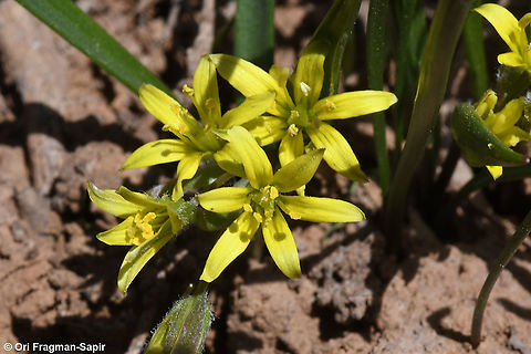 Gagea micrantha  Gagea micrantha,Geotagged,Spring