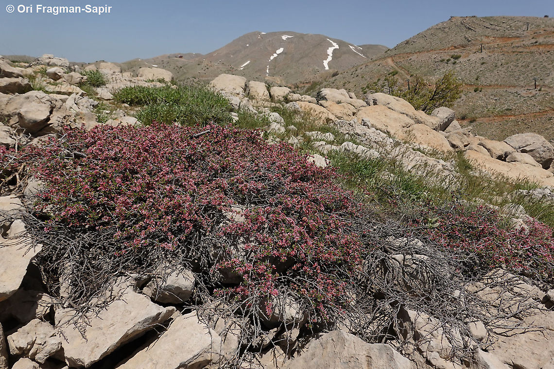Prunus prostrata  Geotagged,Mountain Cherry,Prunus prostrata,Spring