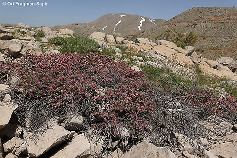 Prunus prostrata  Geotagged,Mountain Cherry,Prunus prostrata,Spring