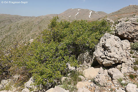 Acer monspessulanum ssp microphyllum  Acer monspessulanum,Geotagged,Montpellier maple,Spring