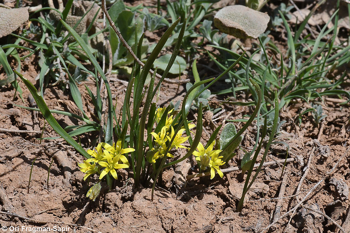 Gagea micrantha  Gagea micrantha,Geotagged,Spring