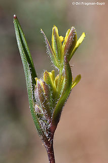 Gagea micrantha  Gagea micrantha,Geotagged,Spring