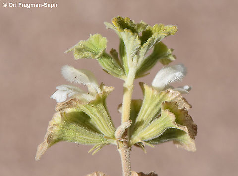 Otostegia fruticosa  Otostegia fruticosa