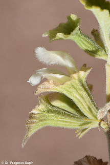Otostegia fruticosa  Otostegia fruticosa