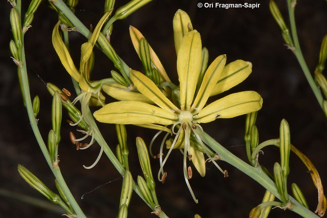 Asphodeline brevicaulis  Asphodeline brevicaulis
