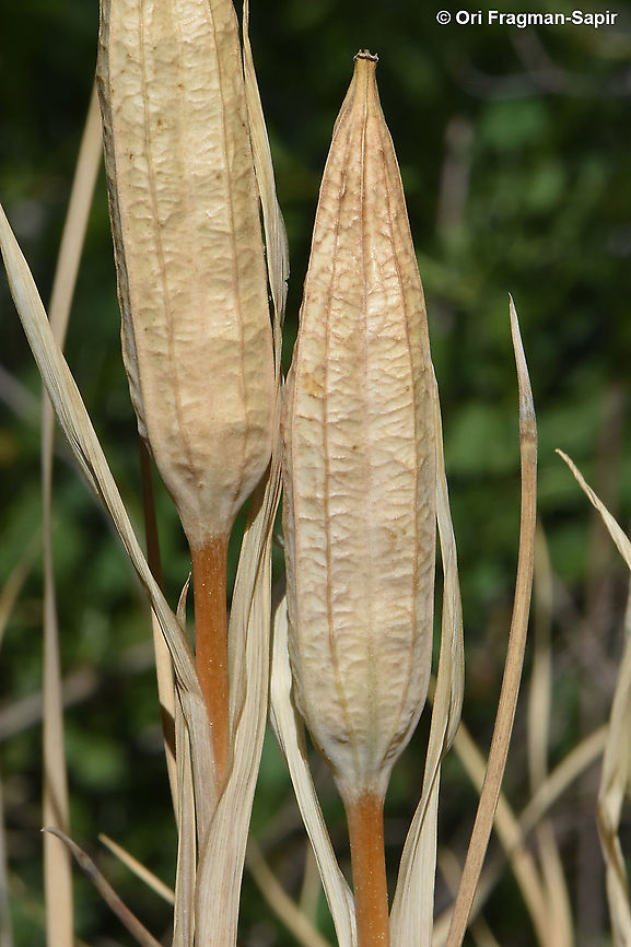 Iris grant-duffii  Iris grant-duffii