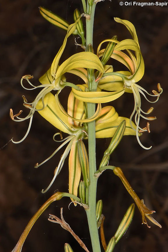 Asphodeline brevicaulis  Asphodeline brevicaulis