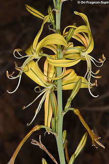 Asphodeline brevicaulis  Asphodeline brevicaulis