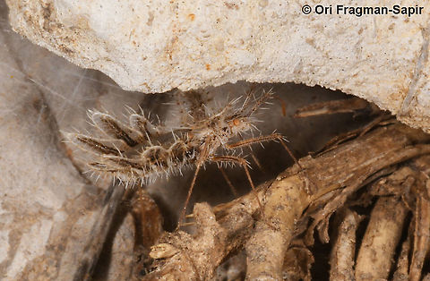 Phyllomorpha lacerata  Geotagged,Phyllomorpha lacerata,Spring