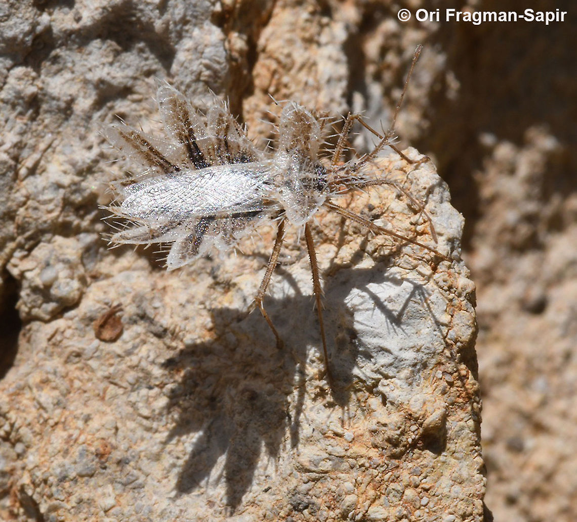 Phyllomorpha lacerata  Geotagged,Phyllomorpha lacerata,Spring