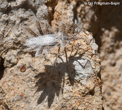 Phyllomorpha lacerata  Geotagged,Phyllomorpha lacerata,Spring