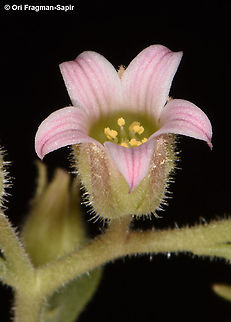 Rosularia sempervivum ssp libanotica  Rosularia sempervivum