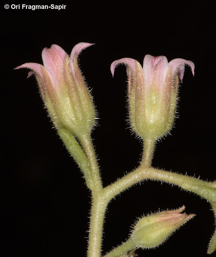 Rosularia sempervivum ssp libanotica  Rosularia sempervivum