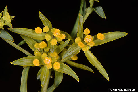 Bupleurum brevicaule