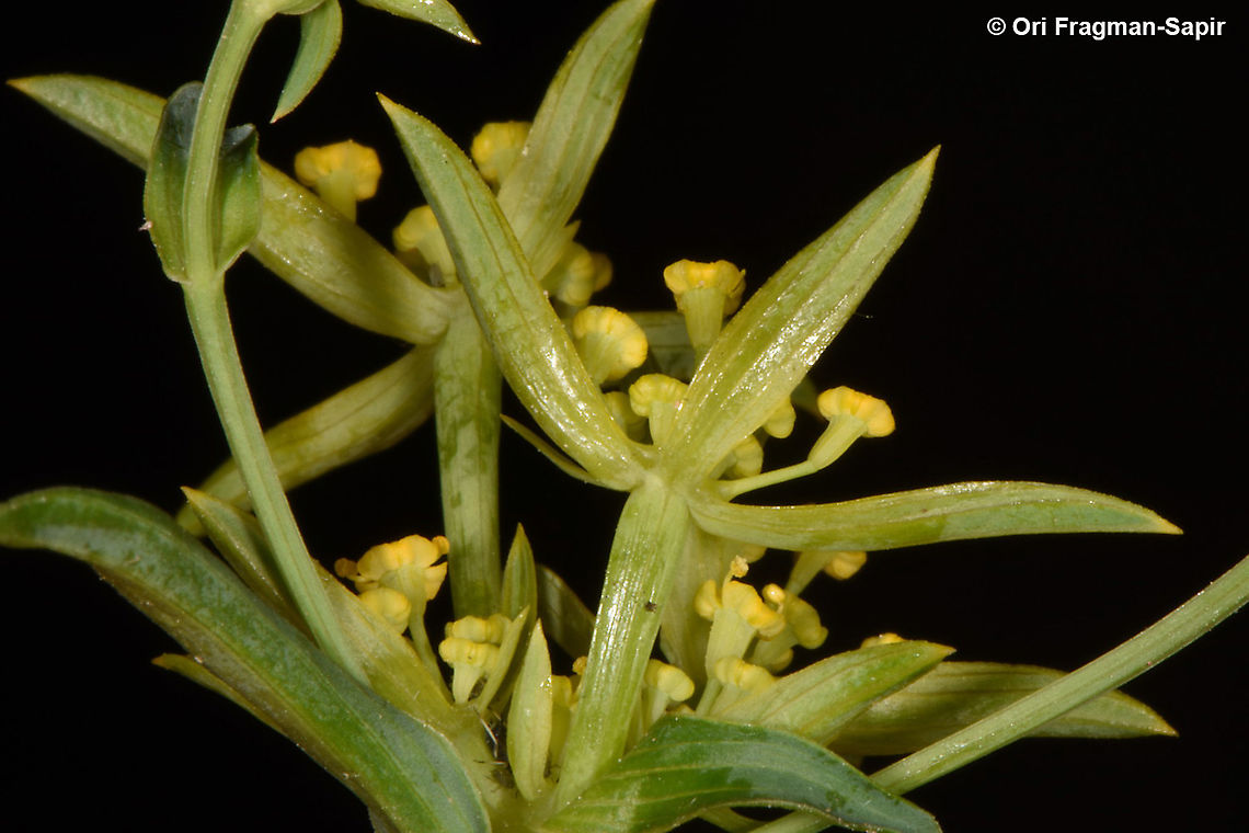 Bupleurum brevicaule  Bupleurum brevicaule