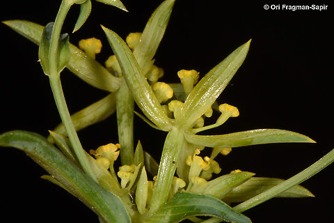 Bupleurum brevicaule  Bupleurum brevicaule