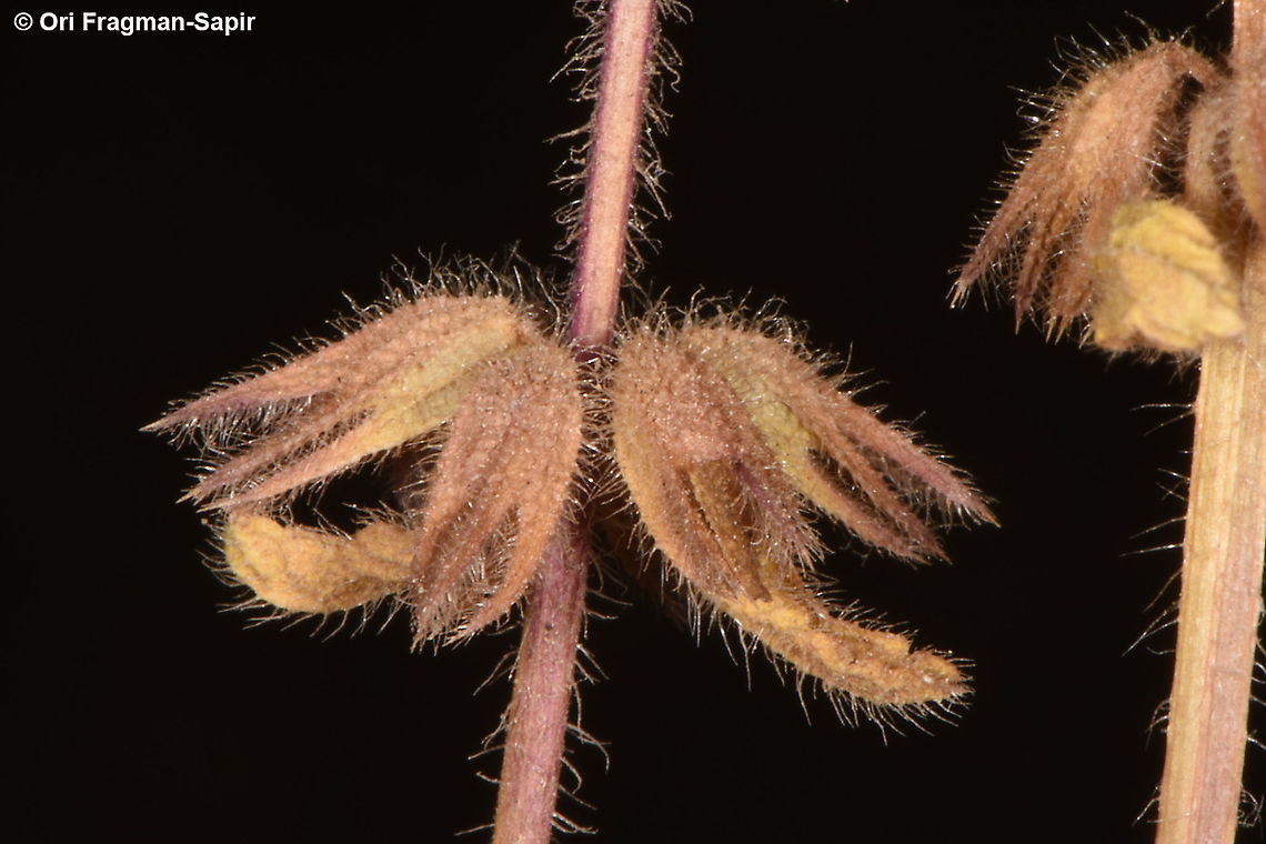Stachys arvensis  Field woundwort,Stachys arvensis