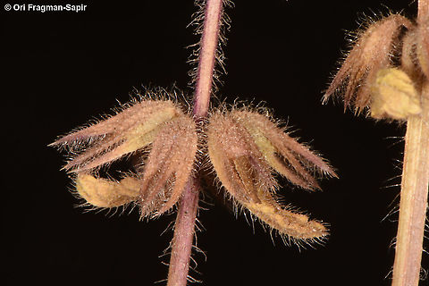 Stachys arvensis  Field woundwort,Stachys arvensis
